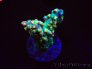 WYSIWYG Acropora aculeus 5H1