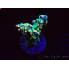 WYSIWYG Acropora aculeus 5H1