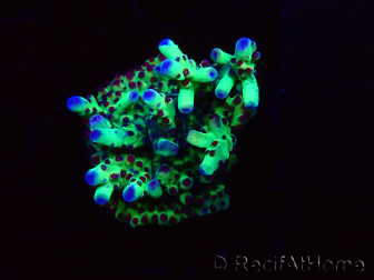 WYSIWYG RAH Acropora Bogani 1