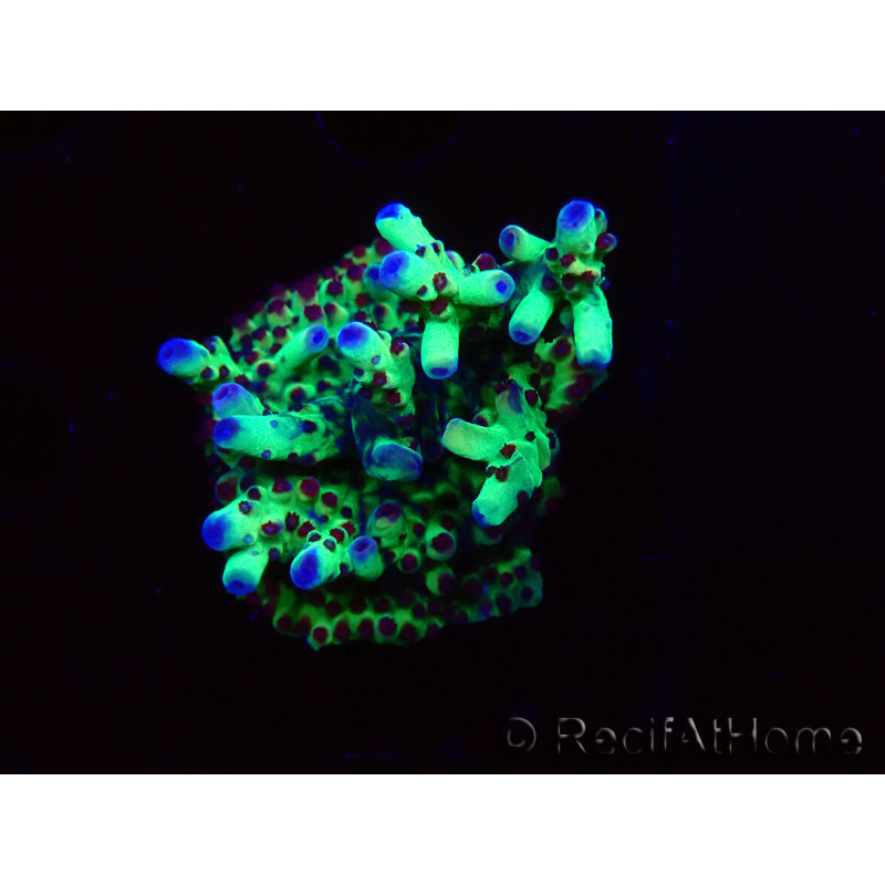 WYSIWYG RAH Acropora Bogani 5Q1