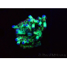 WYSIWYG RAH Acropora Bogani 1