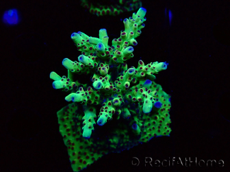 WYSIWYG RAH Acropora Bogani 5D2