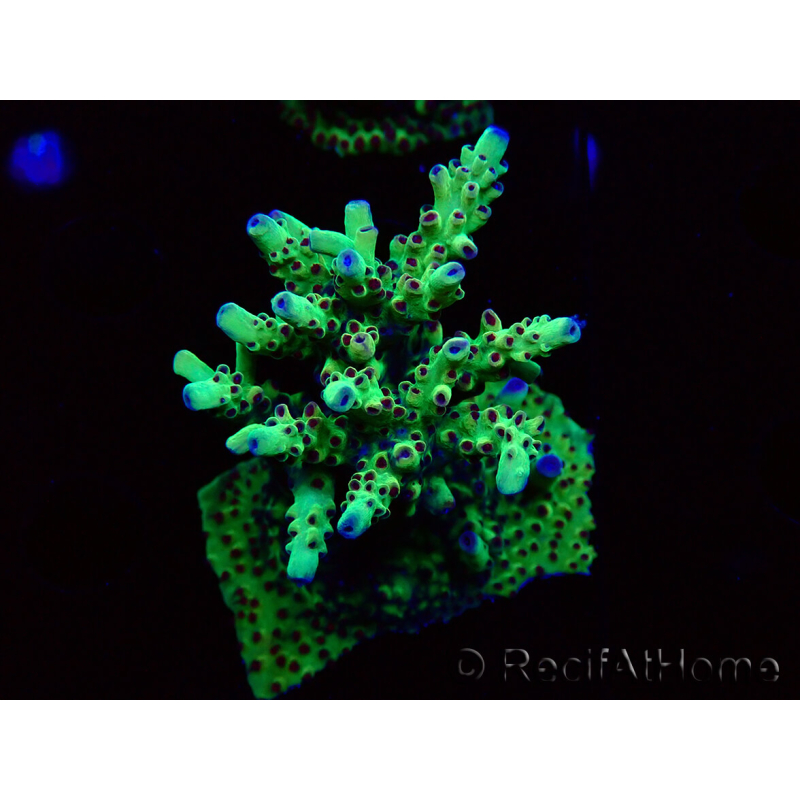 WYSIWYG RAH Acropora Bogani 5D2