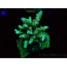 WYSIWYG RAH Acropora Bogani 5D2