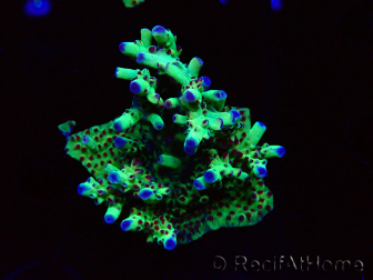 WYSIWYG RAH Acropora Bogani 5M3