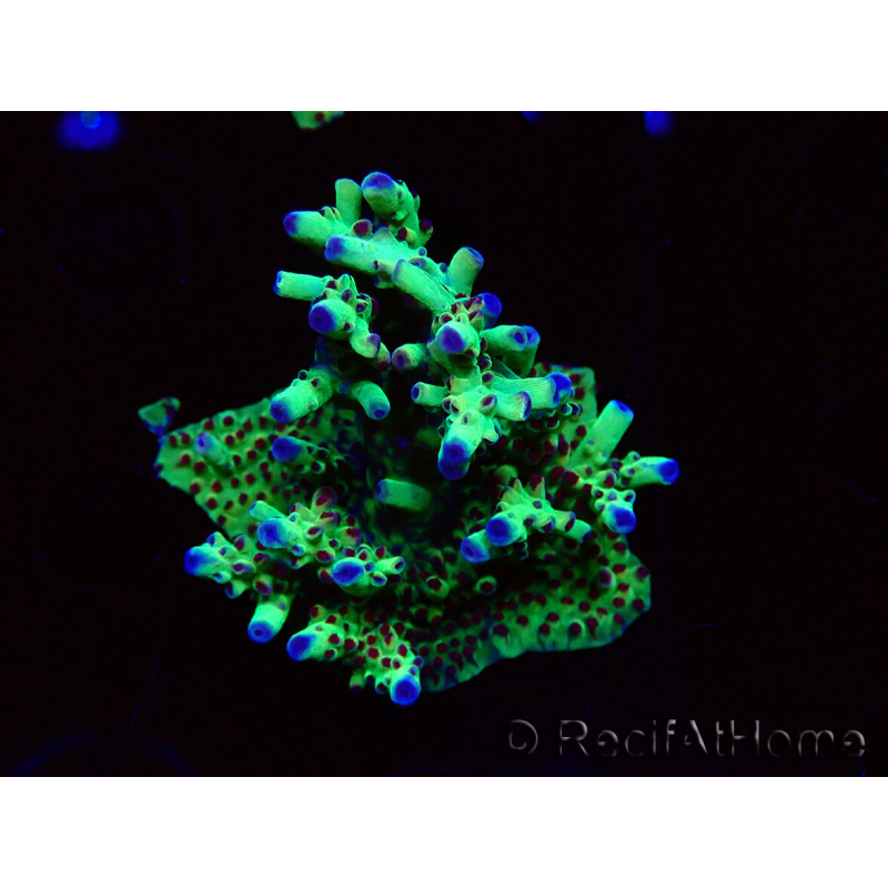 WYSIWYG RAH Acropora Bogani 5M3