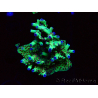WYSIWYG RAH Acropora Bogani 5M3