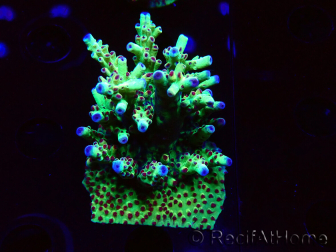 WYSIWYG RAH Acropora Bogani 5D4