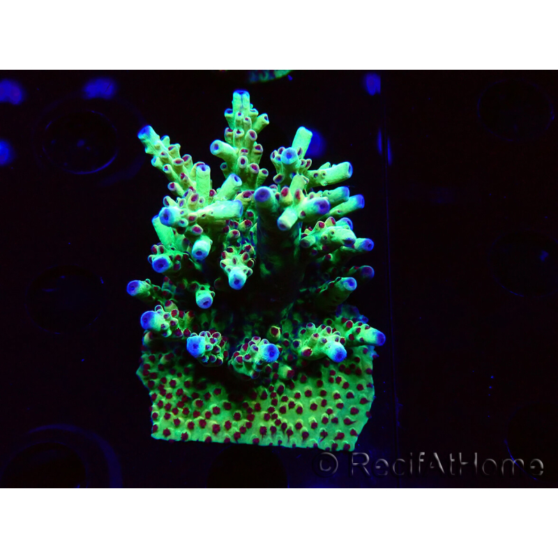 WYSIWYG RAH Acropora Bogani 4