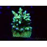 WYSIWYG RAH Acropora Bogani 4