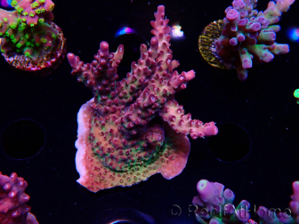 WYSIWYG LR Acropora Gold Dust