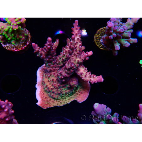 WYSIWYG LR Acropora Gold Dust