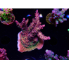 WYSIWYG LR Acropora Gold Dust 5D8