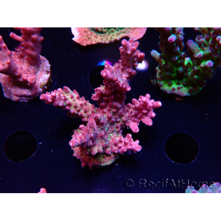 WYSIWYG LR Acropora Gold Dust 5D9
