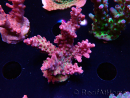 WYSIWYG LR Acropora Gold Dust 5D9