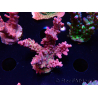 WYSIWYG LR Acropora Gold Dust 5D9