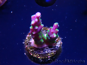 WYSIWYG RAH Acropora Blue Lagoon 5E2