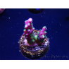 WYSIWYG RAH Acropora Blue Lagoon 5E2