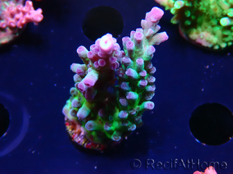 WYSIWYG - RAH Acropora tortuosa 5F3