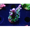 WYSIWYG - RAH Acropora tortuosa 5F3