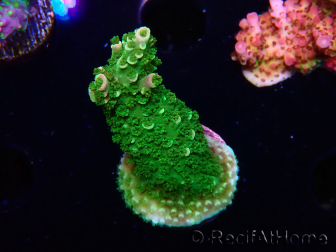 WYSIWYG RAH Acropora abrotanoides Pink Tips 5H3