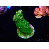 WYSIWYG RAH Acropora abrotanoides Pink Tips 5