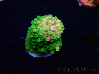 WYSIWYG RAH Acropora abrotanoides Pink Tips 5H4