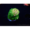 WYSIWYG RAH Acropora abrotanoides Pink Tips 5H4