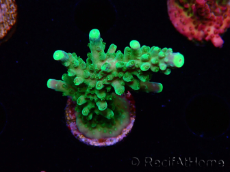 WYSIWYG RAH Acropora Joker 5H6