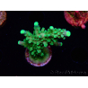 WYSIWYG RAH Acropora Joker 5H6
