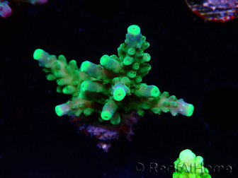 WYSIWYG RAH Acropora Joker 5H8