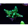 WYSIWYG RAH Acropora Joker 5H8