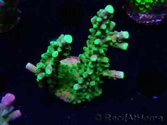 WYSIWYG RAH Acropora Joker 5N4