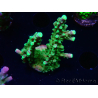 WYSIWYG RAH Acropora Joker 5H9