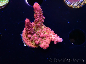 WYSIWYG - Acropora PC Rainbow 5I7