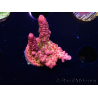 WYSIWYG - Acropora PC Rainbow 5D2