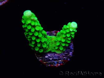 WYSIWYG Acropora yongei Geen Slimer 5S1