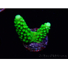 WYSIWYG Acropora yongei Geen Slimer 5S1