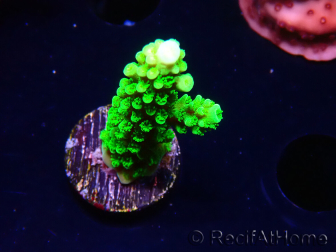 WYSIWYG Acropora yongei Geen Slimer 5S3