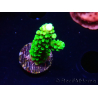 WYSIWYG Acropora yongei Geen Slimer 5S3