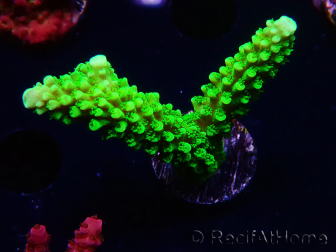 WYSIWYG Acropora yongei Geen Slimer 5J10