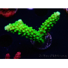 WYSIWYG Acropora yongei Geen Slimer 5S3