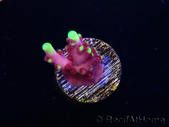 WYSIWYG JF Acropora Fox Flame 5O1