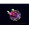WYSIWYG JF Acropora Fox Flame 5O1