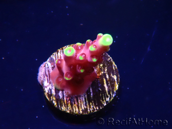 WYSIWYG JF Acropora Fox Flame 5O4