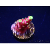 WYSIWYG JF Acropora Fox Flame 5O6