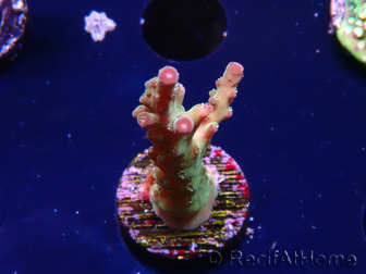 WYSIWYG RAH Acropora Astro-berry 5P