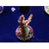 WYSIWYG RAH Acropora Astro-berry 5P
