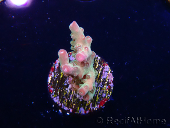 WYSIWYG RAH Acropora Astro-berry 5P4
