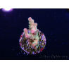 WYSIWYG RAH Acropora Astro-berry 5P